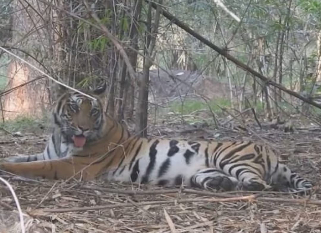 Damoh News: Tigress Kajri caught after 10 days, tranquilized and released in Nauradehi sanctuary