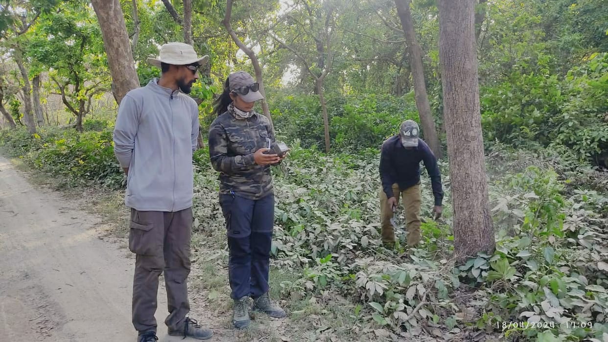 Six cameras installed to monitor the movements of the injured tiger