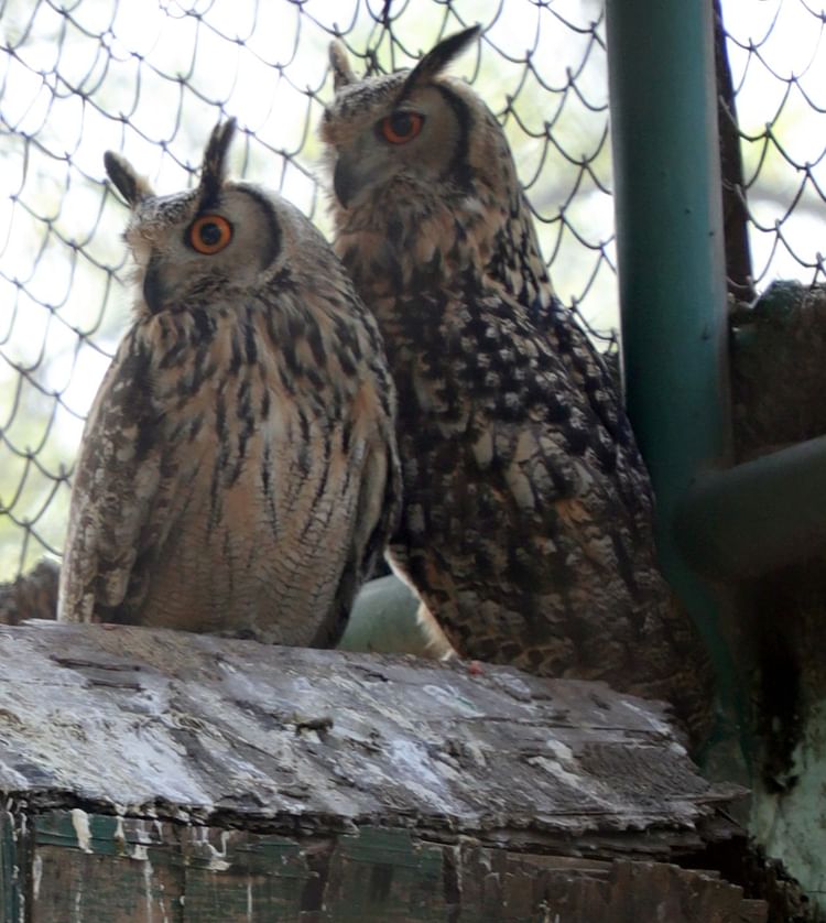 Now You Will Have To Shell Out Money To See Wild Animals In The Mini