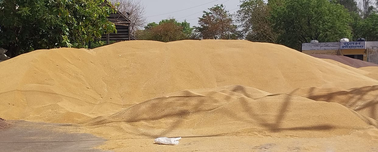 Mustard and wheat lifting from Dadri Mandi
