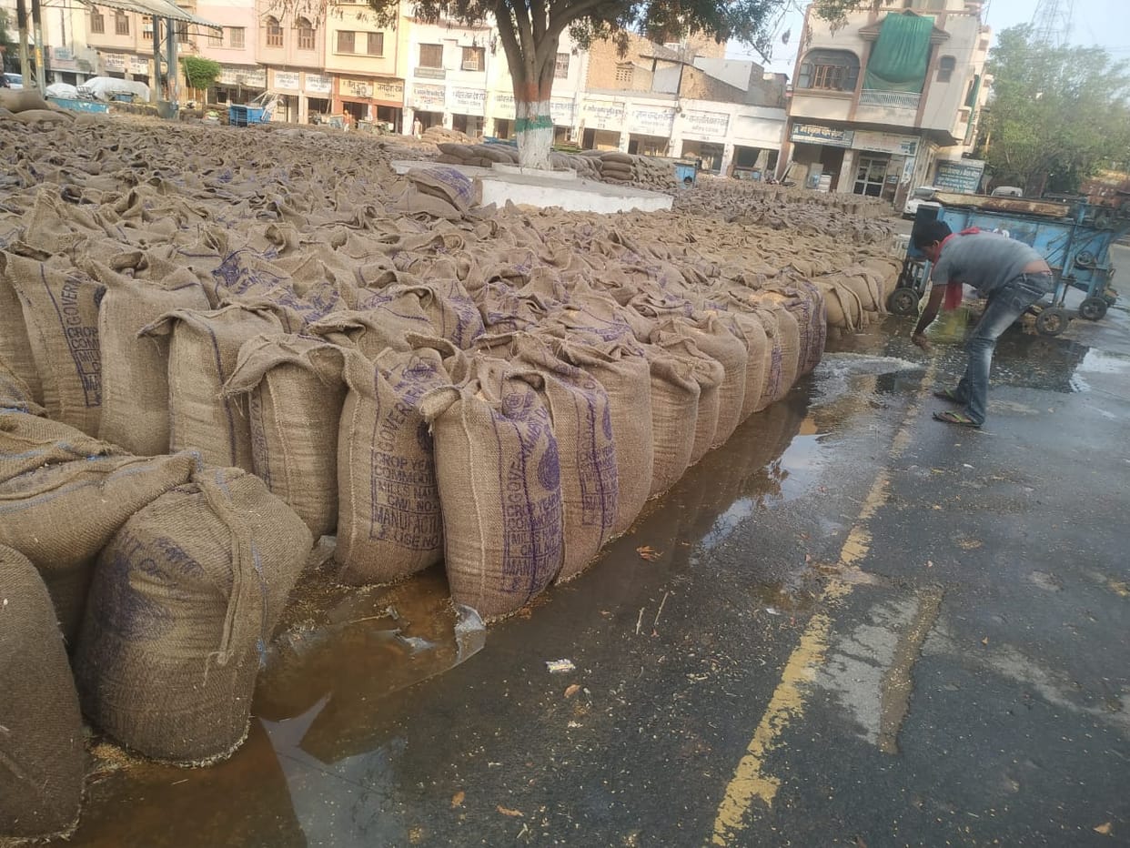13 lakh quintals of wheat got soaked in rain due to negligence of officers