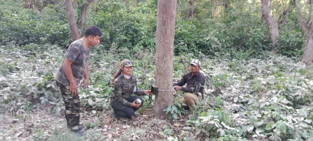 Location of injured tiger of Kishanpur Sanctuary not found