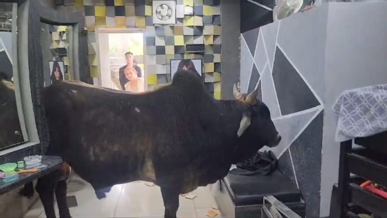 The bull climbed the stairs and reached the salon on the second floor