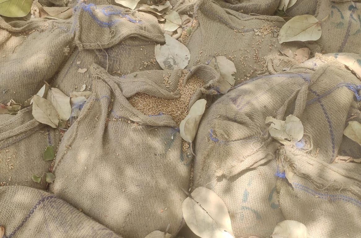 The threads of closed wheat sacks lying in the market started coming loose, wheat is coming out