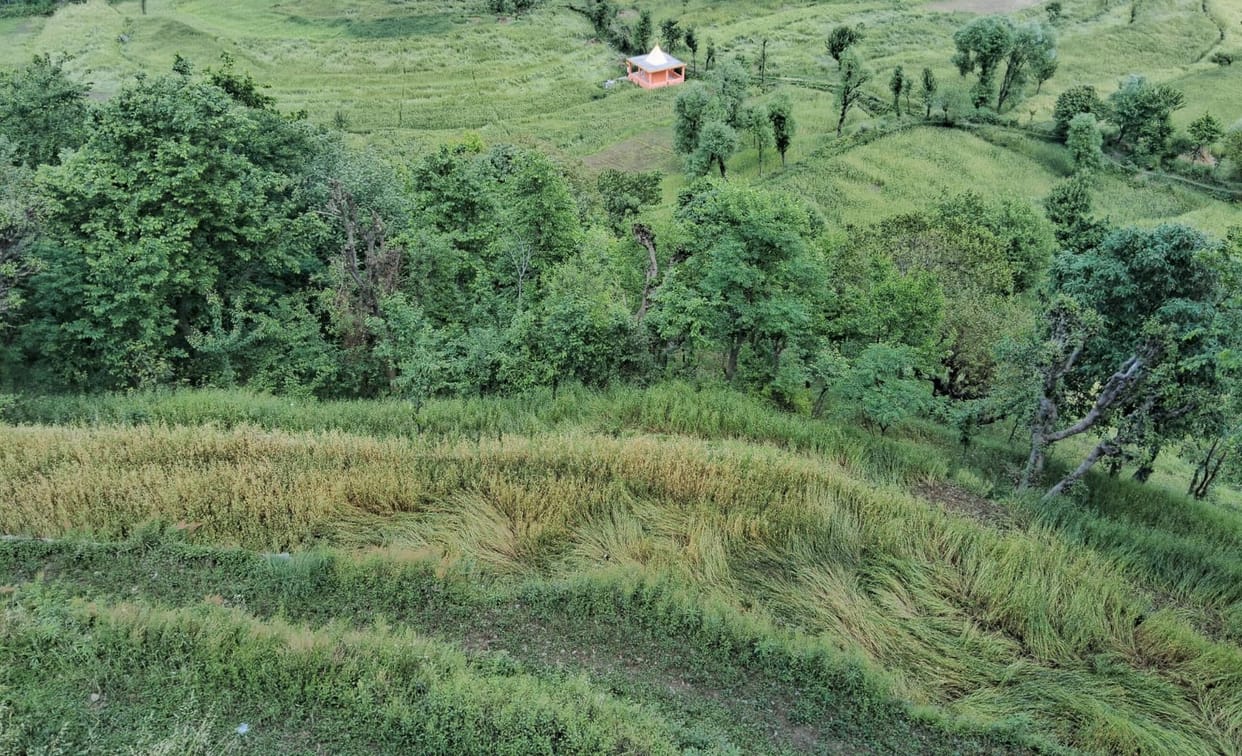 Wheat crop scattered in the fields due to rain and hailstorm