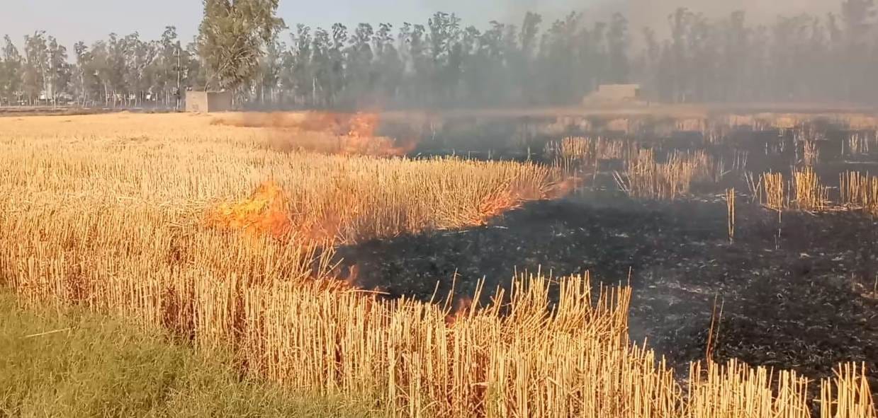 Fire blazes in fields, 200 acres of wheat crop reduced to ashes