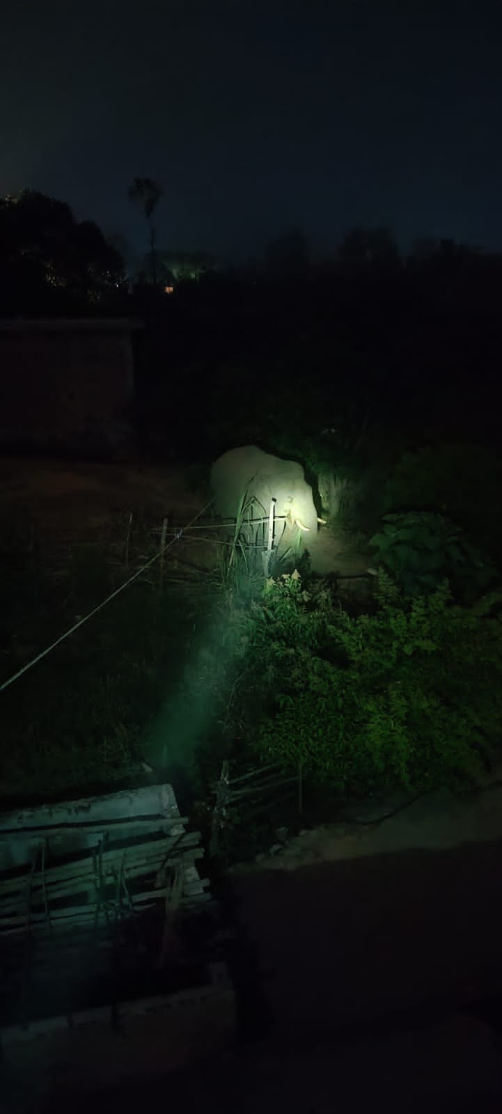 Elephant created havoc by entering Thwalkheda village