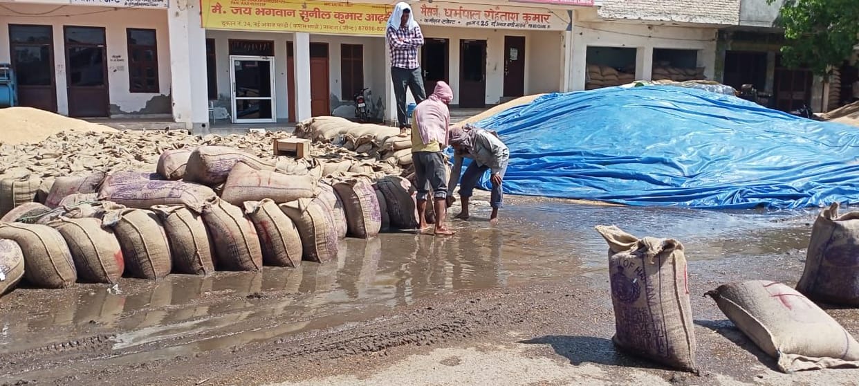 Wheat wet in grain markets due to rain