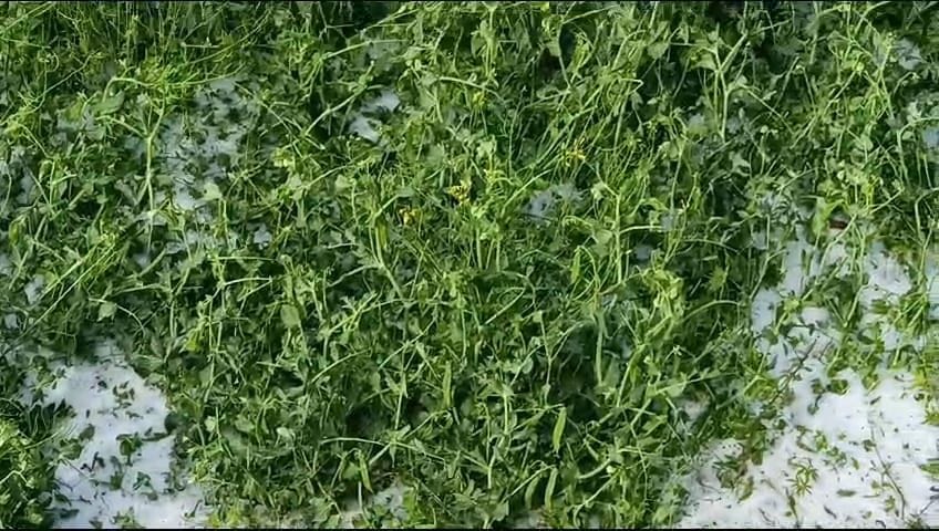 Cash crops destroyed due to hailstorm in Chauharghati