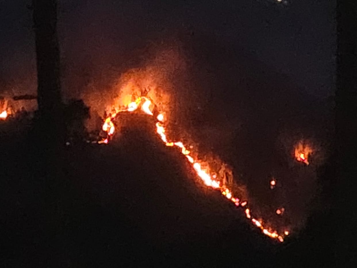 Along with pine, oak forests are also burning in the frontier.