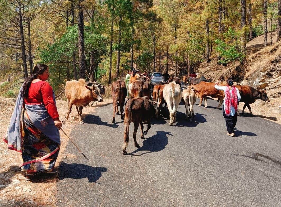 Fighting between women of two villages for leaving abandoned animals in Binsar.