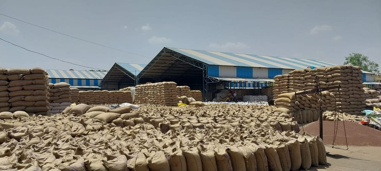Offtake slow in mandis, shelves filled with lakhs of quintals of mustard