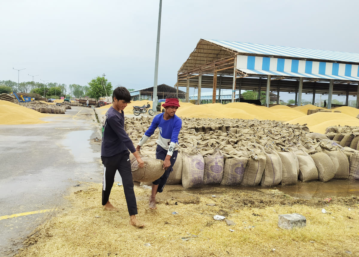 One lakh quintals of wheat kept in the open due to rain in Tohana grain market