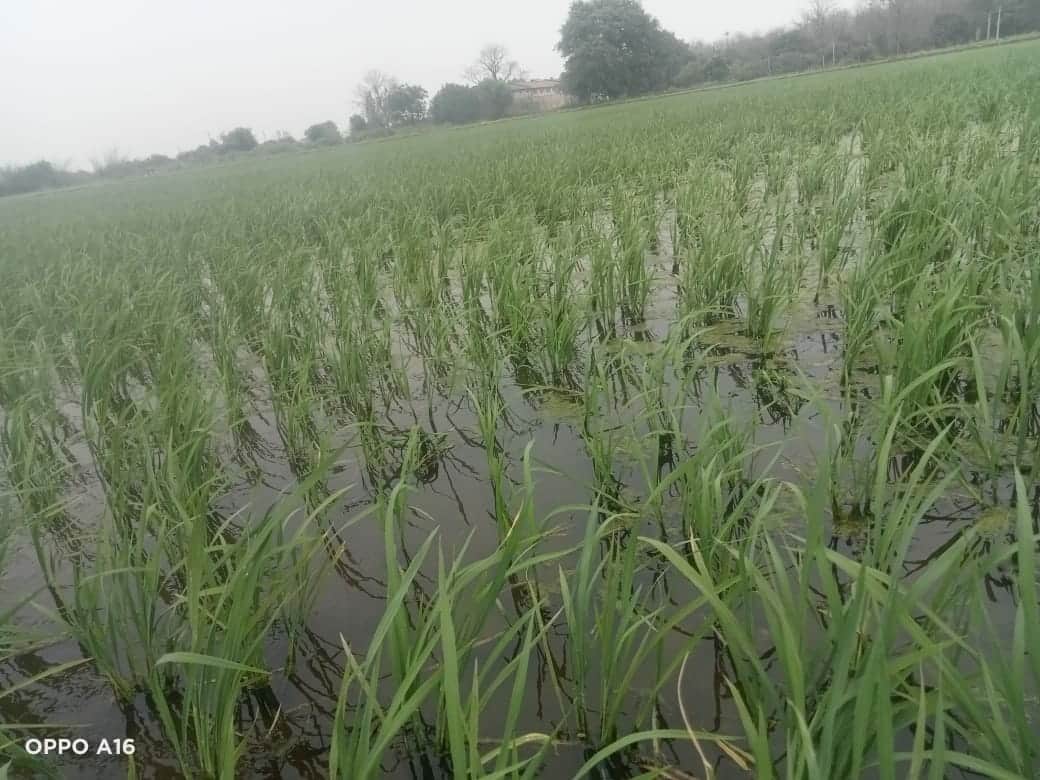 धान की फसल।