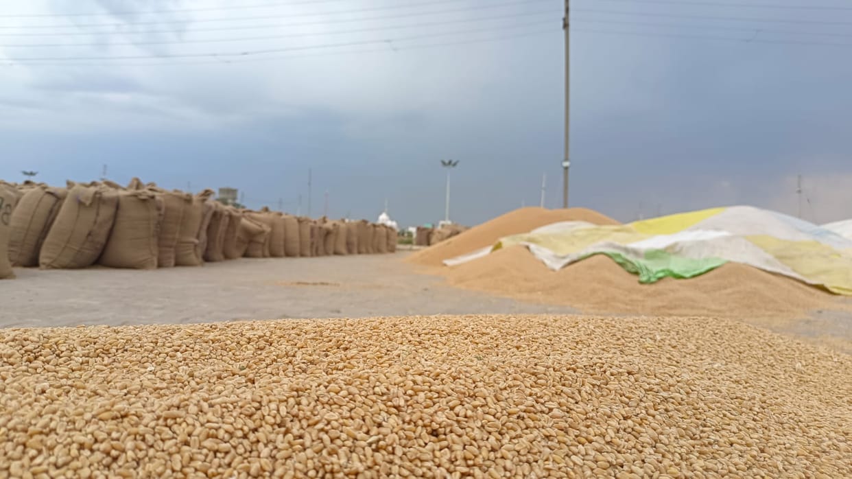 To control prices, Center will sell wheat to wholesalers, permission given to FCI at 12 percent cheaper price