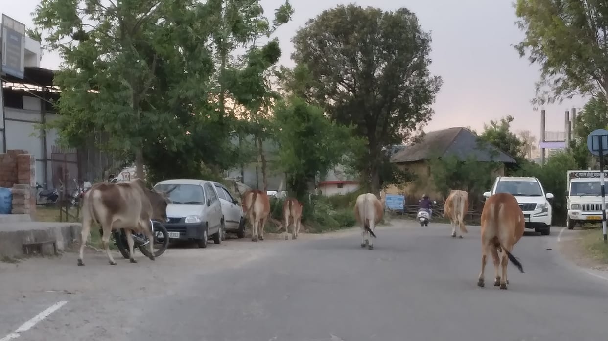Teacher injured by bull attack, admitted to hospital