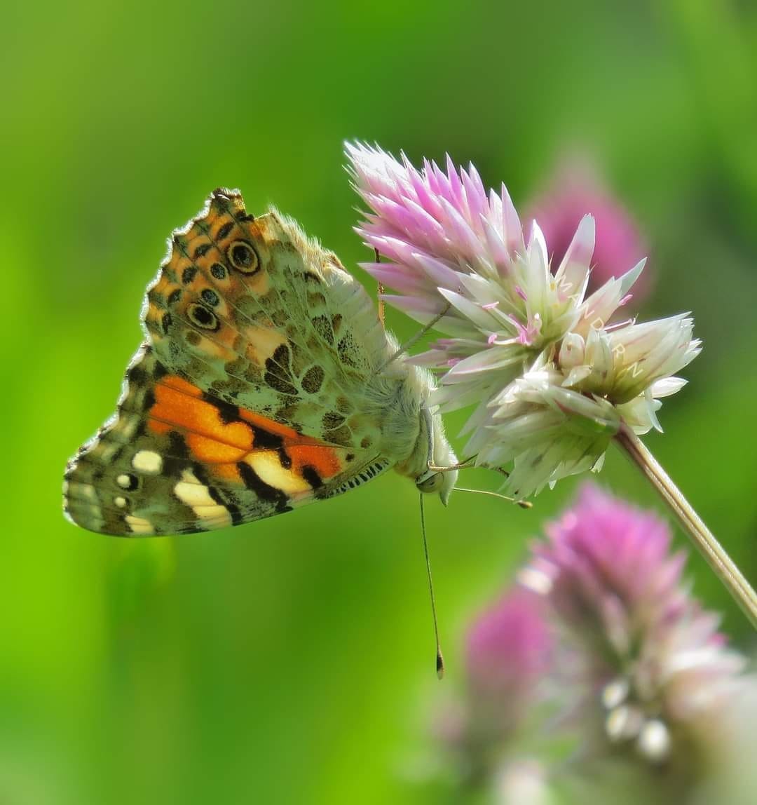 Colorful butterflies will fascinate you