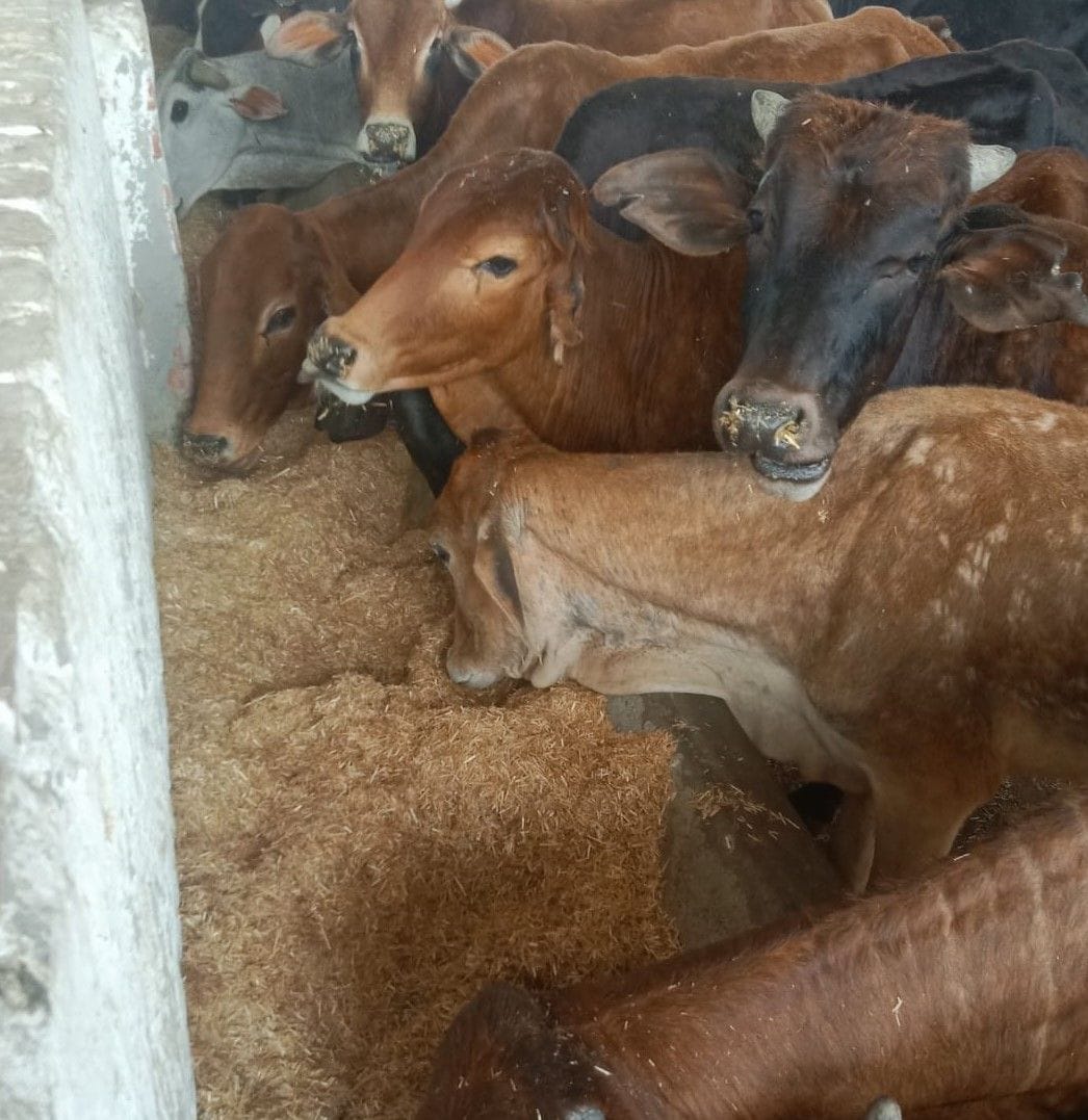 Green fodder not available since 20 days, six Nandi died in 15 days due to eating broken wood