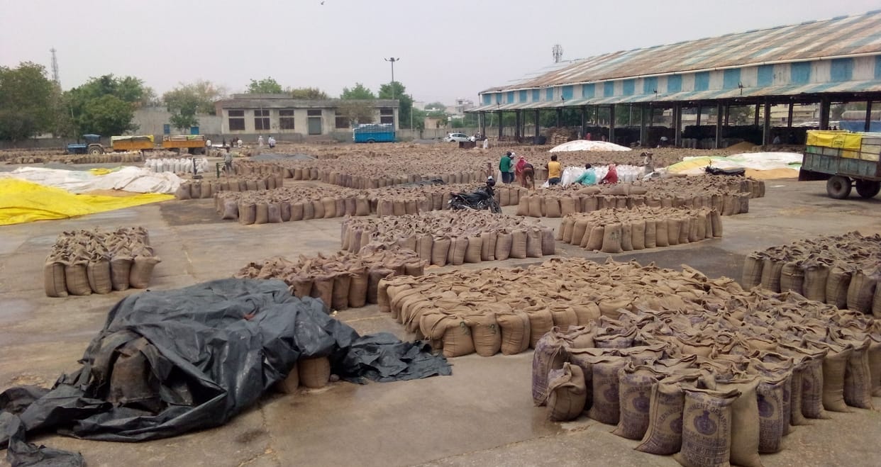 Wheat wet in markets due to drizzle, farmers angry due to less offtake