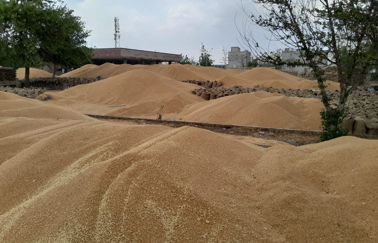 Slow pace of wheat lifting from Badhra bus stand complex