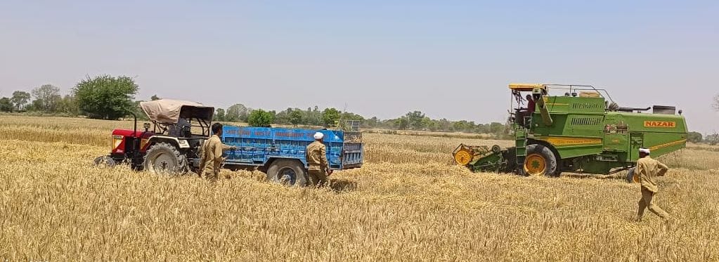When the wheat crop was captured and planted, the municipality took away the lavani.