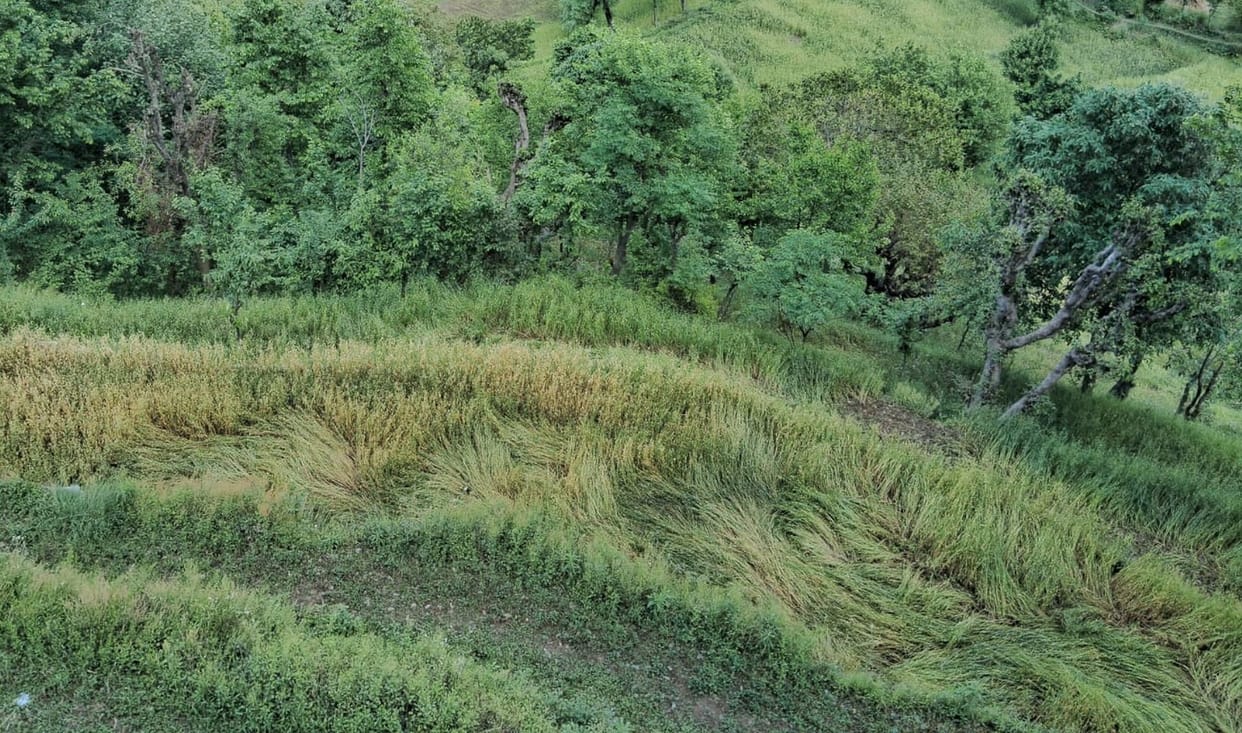 Wheat crop destroyed by rain and storm