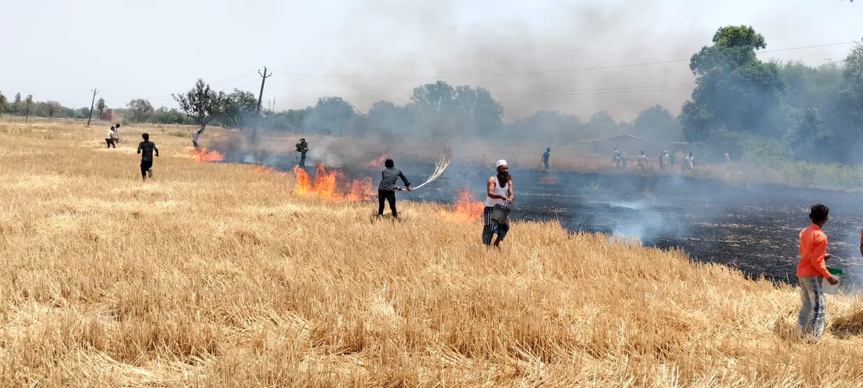 50 acres of wheat crop and residue burnt in fire