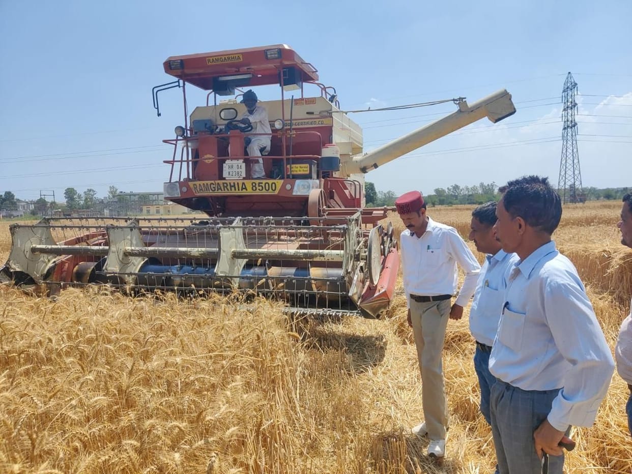 Seed wheat ready in Nalagarh, sent for testing