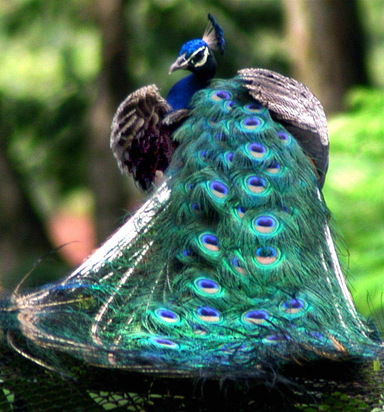 Peacock seen again in Karala village of Kafligair