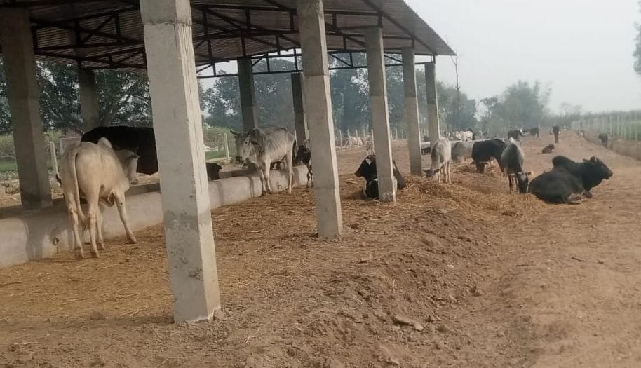 Cows are in distress in the heat... No electricity connection in cowsheds, problem of water too