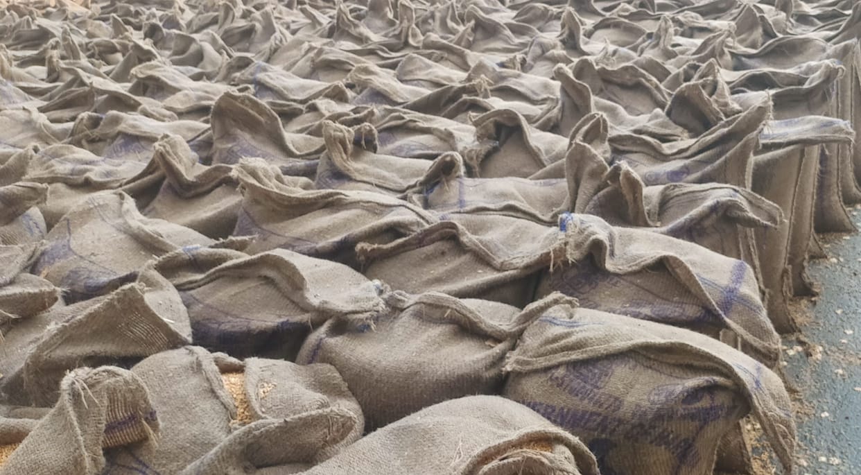 Wheat procurement stopped, lifting picked up pace