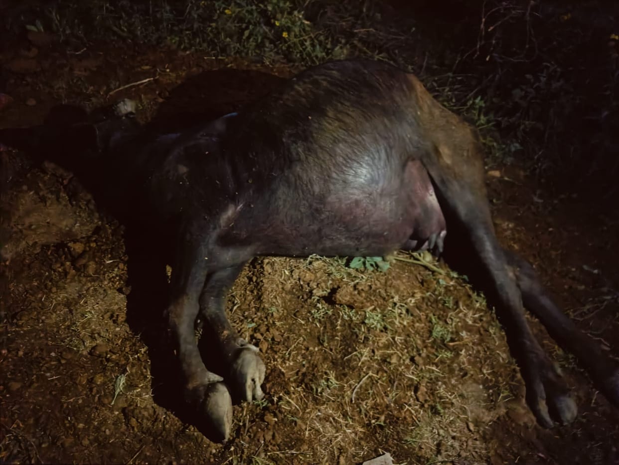 Three buffaloes died in Talwandi Rana due to drinking contaminated water