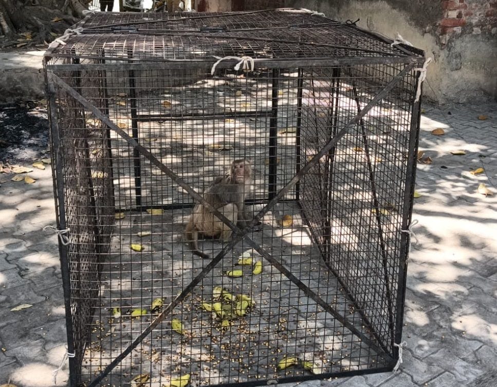 Will get relief from monkeys and abandoned animals, 10 monkeys caught on the first day