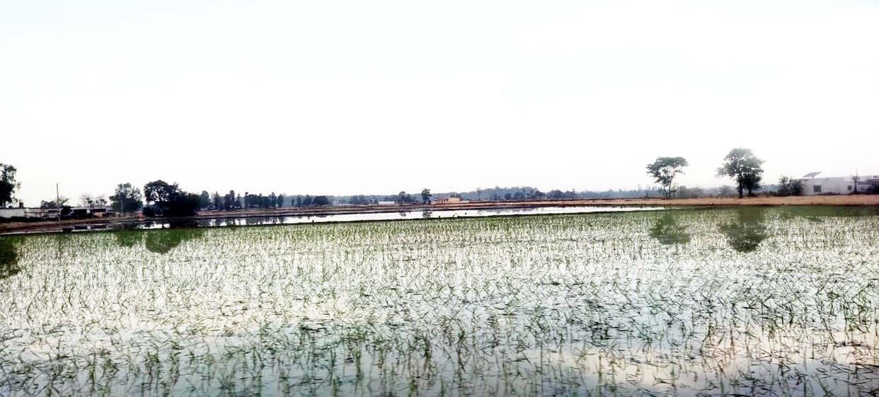 Despite the ban, planting of Satha paddy in Banda