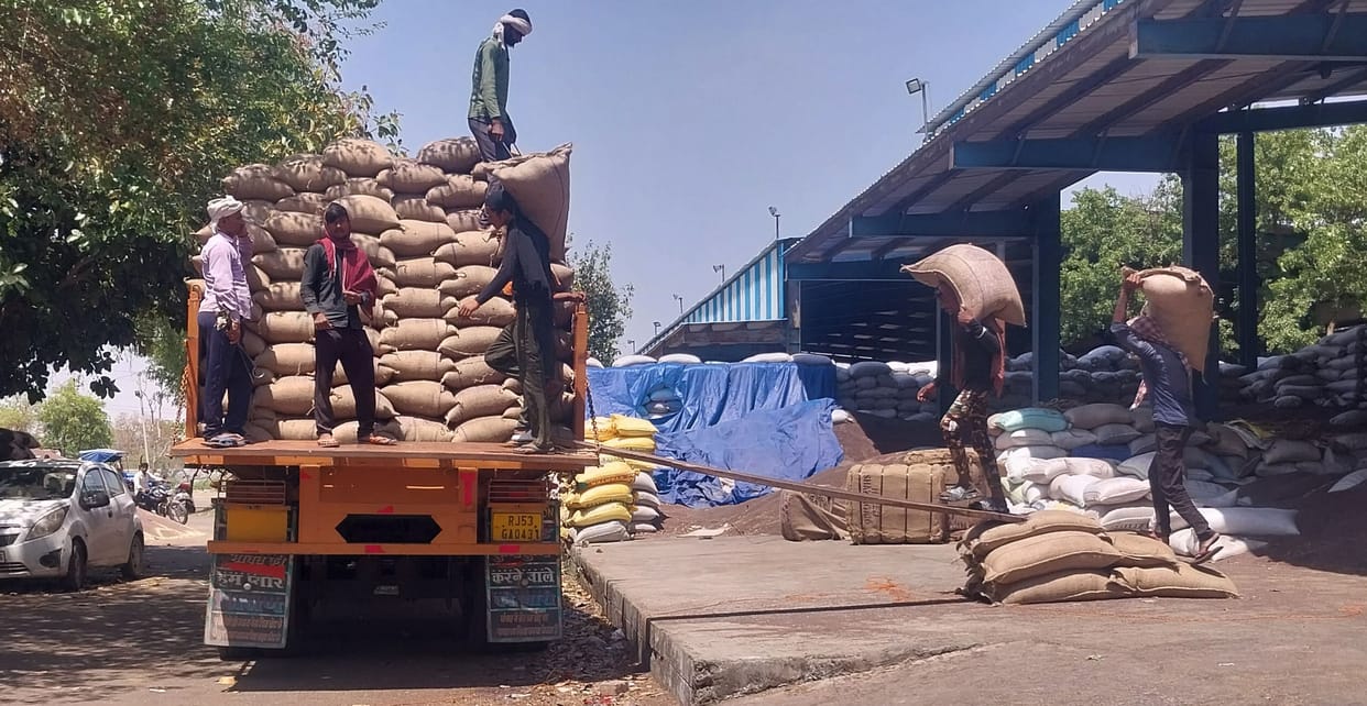 Rs 145 crore of mustard payment reached the accounts of 11920 farmers