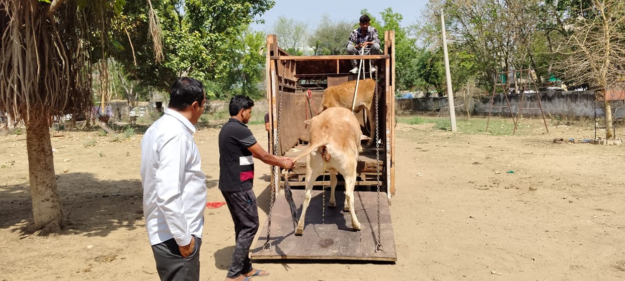 Tender given for three months to catch cows in the city