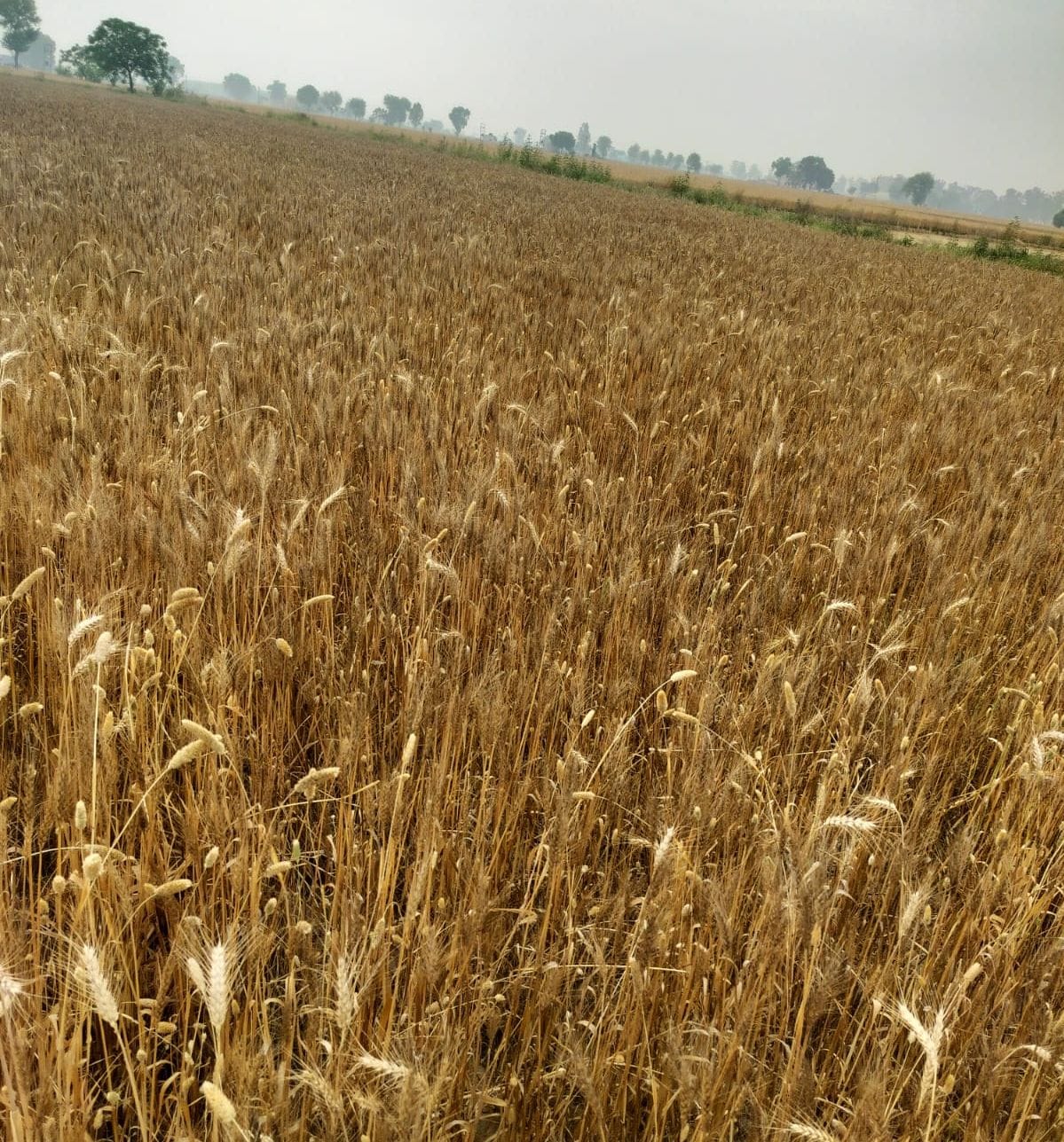 Seed seller accused of giving poor wheat seeds