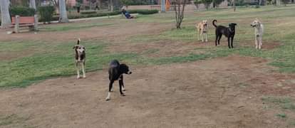 प्रतीकात्मक तस्वीर