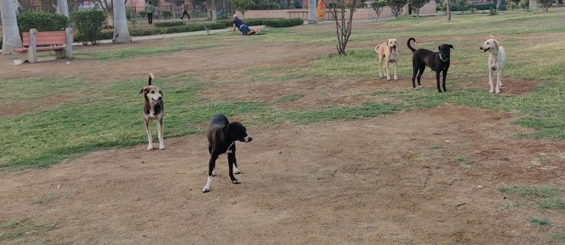 Dharna at Jantar Mantar today on the growing problem of stray dogs