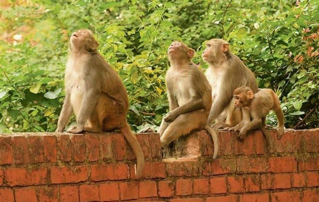 Monkeys attacked student in ranikhet