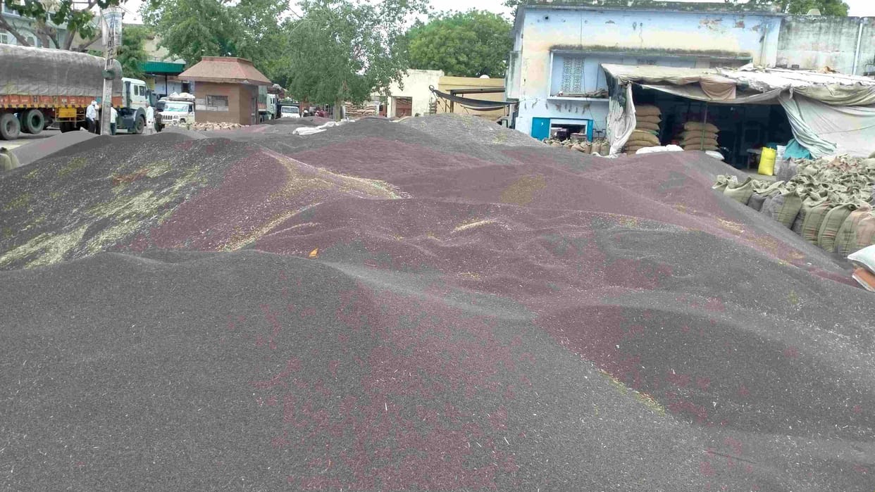 Despite the warning of the Met Department, the lifting did not accelerate, 145830 quintals of mustard under the open sky