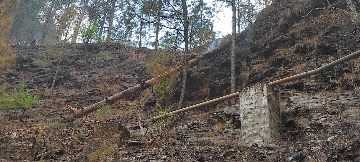 Burning tree fell on the line, power supply to 125 villages disrupted