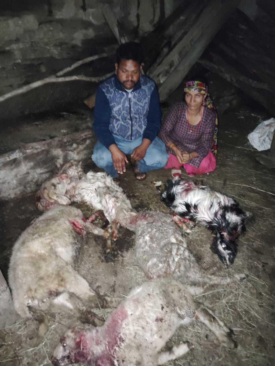 Stray dogs killed five sheep and goats in the cowshed.
