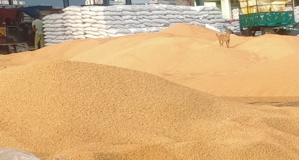 95 percent wheat harvesting completed, now preparations to deliver the crop to the market