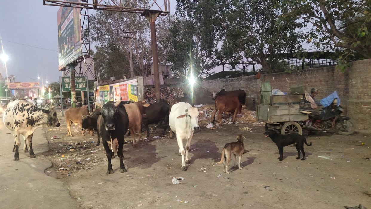 Dogs' behavior changed due to heat, they are preying on passersby in the streets