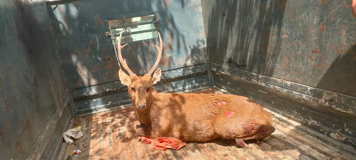 Villagers saved the deer trapped in the pond