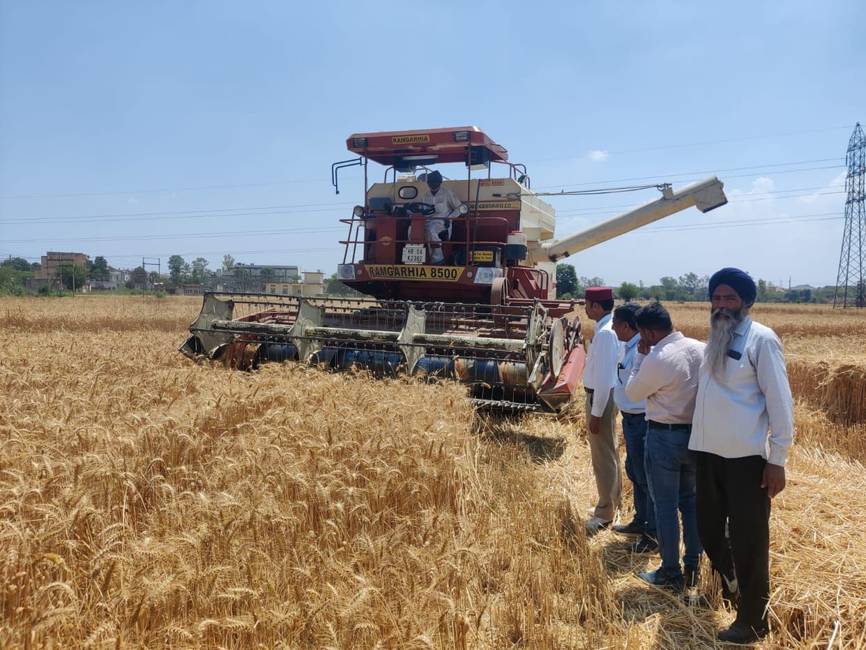 Agriculture Department prepared this year

New variety of wheat HD 3086