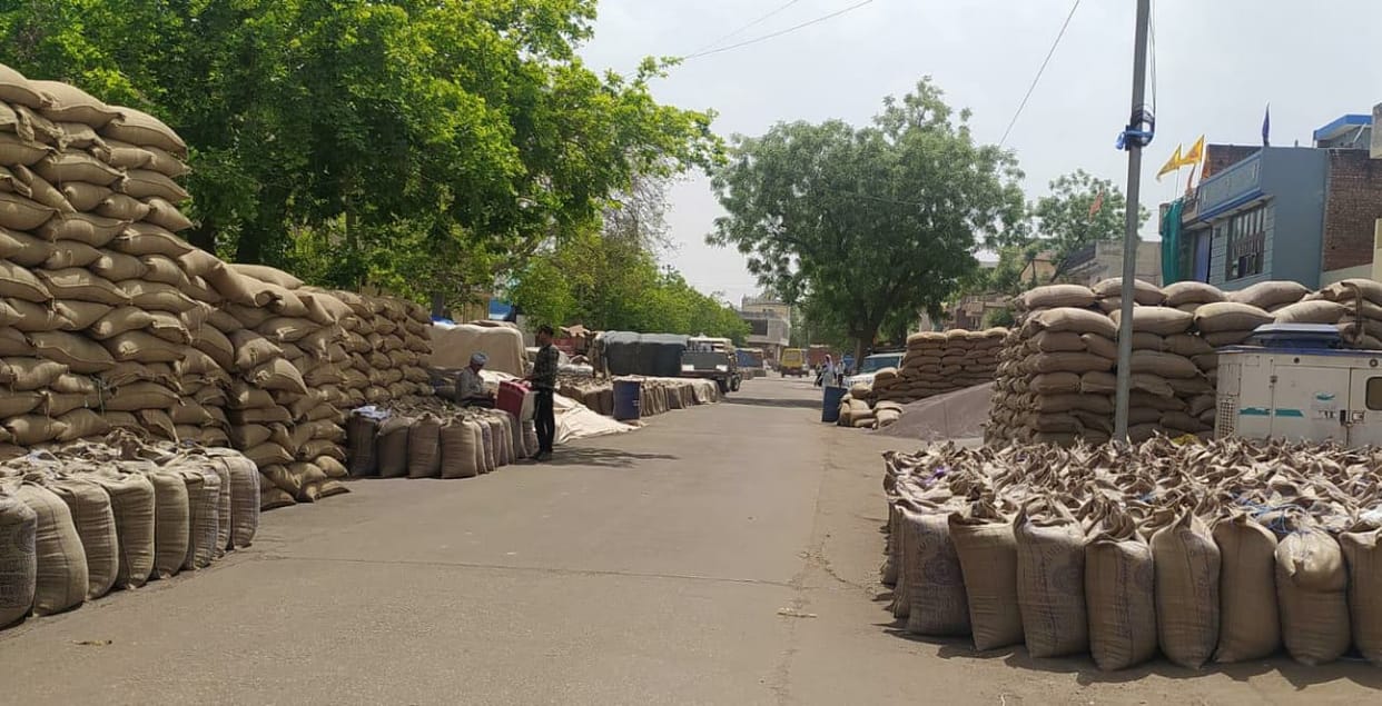 3 lakh 50 thousand quintals of mustard lifted