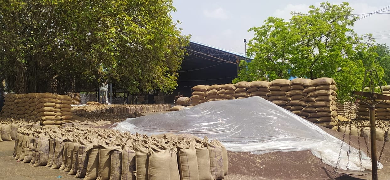 Mustard will be procured in Rewari and Bawal grain markets from April 30.
