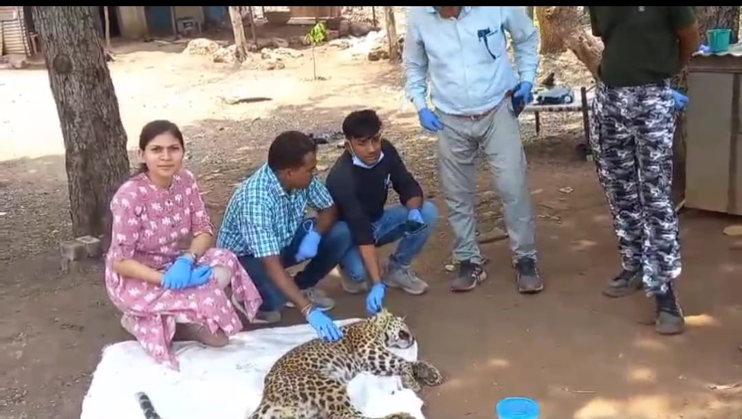 Sick leopard found in the forest died in Khargon Hindi news Madhya pradesh